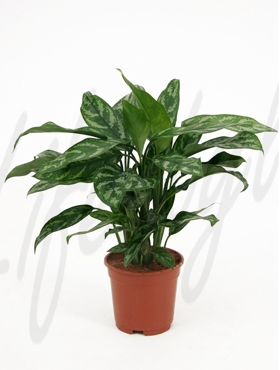 آگلونما ماریا